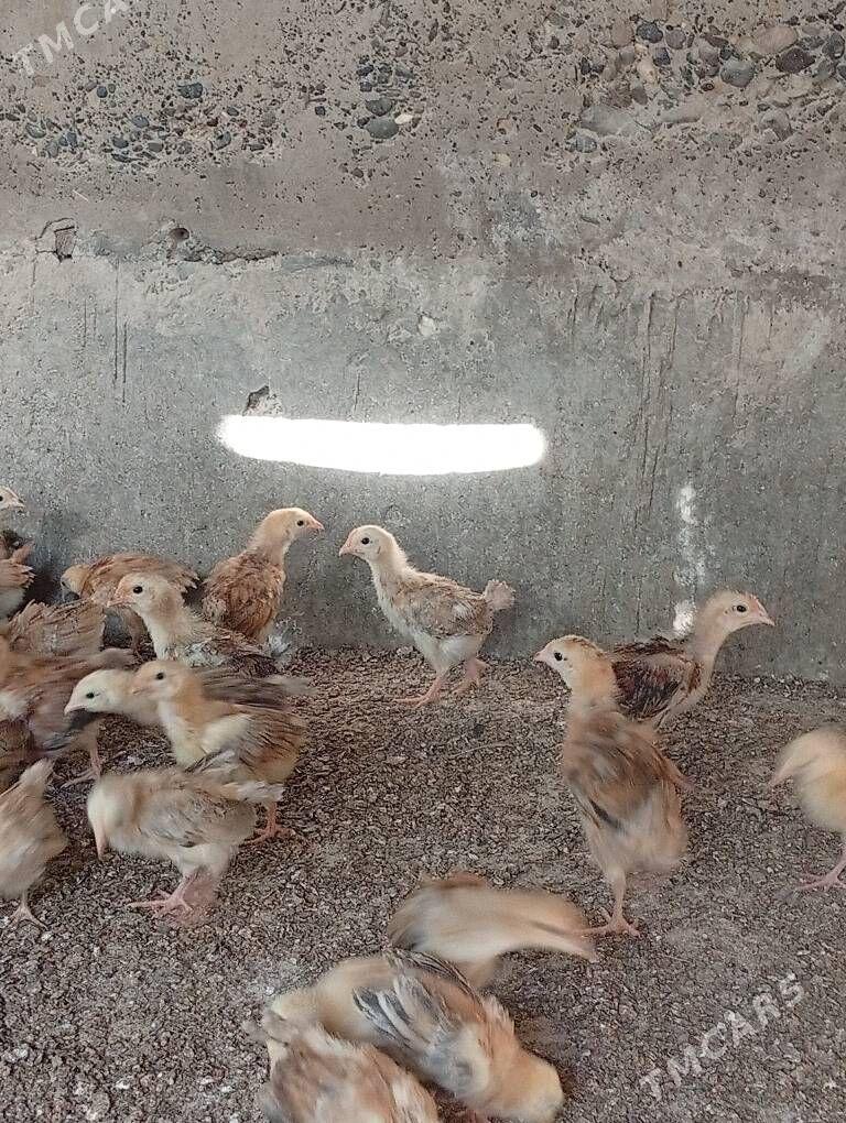 juje towyk - Кака - img 4