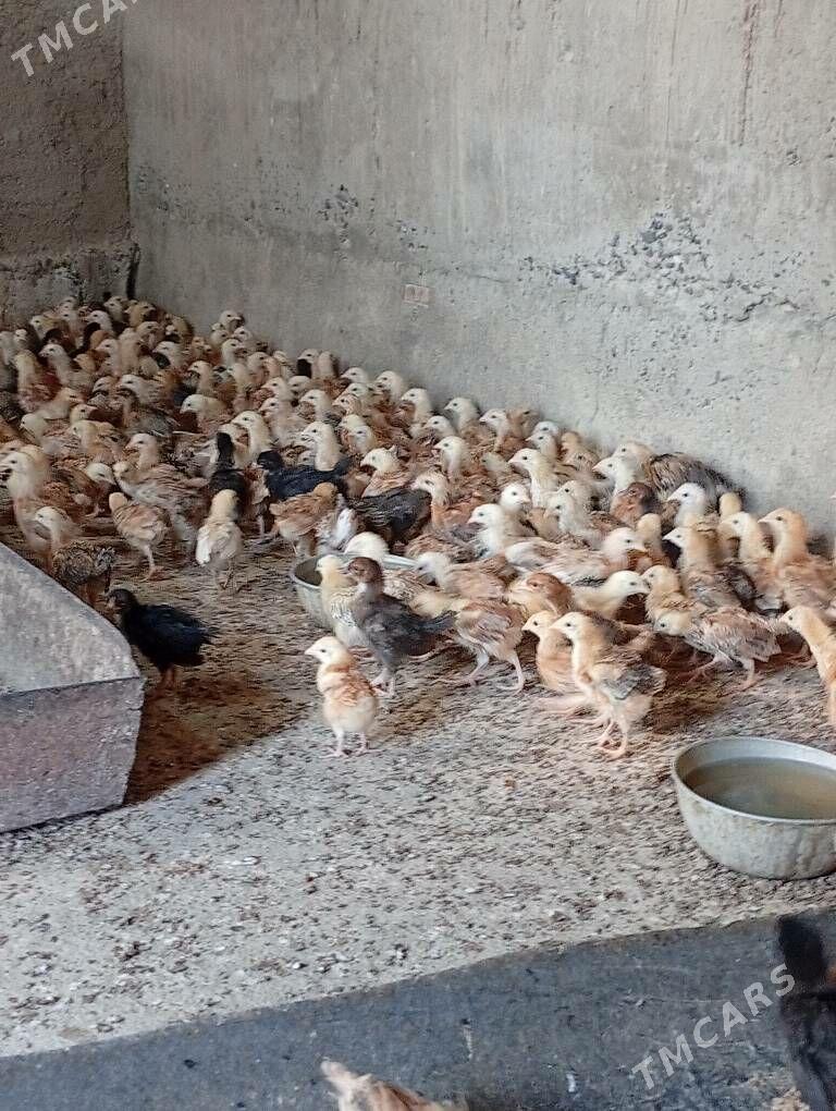 juje towyk - Кака - img 9