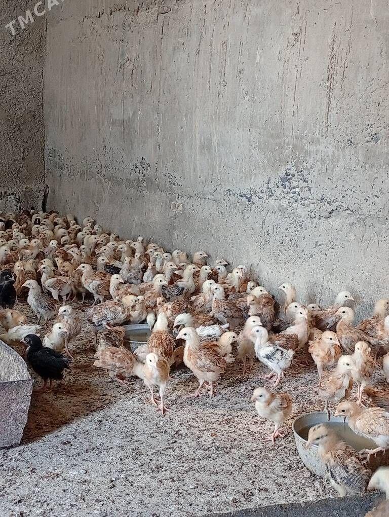 juje towyk - Кака - img 5