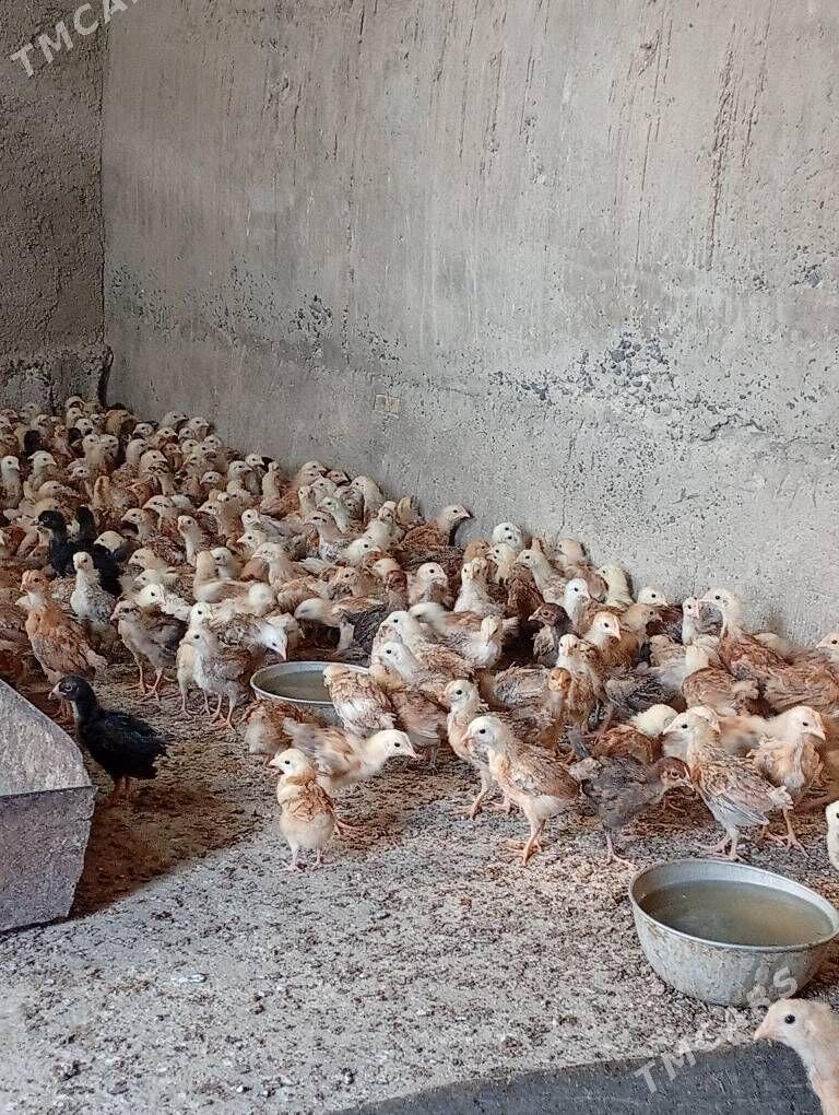 juje towyk - Кака - img 3