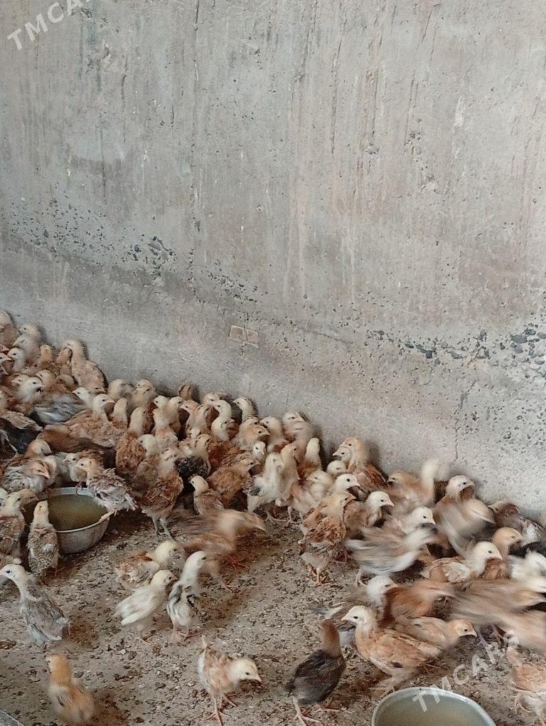 juje towyk - Кака - img 8