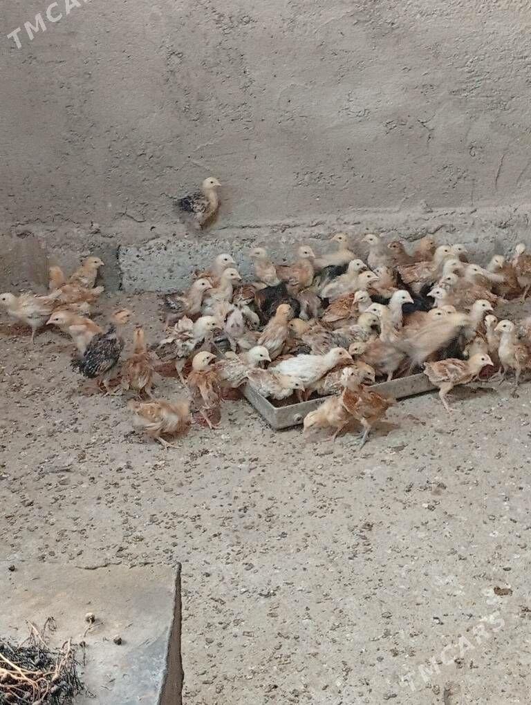 juje towyk - Кака - img 7