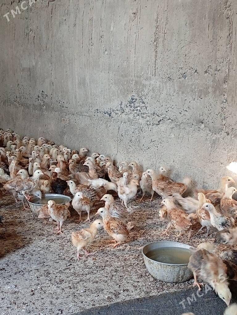 juje towyk - Кака - img 2