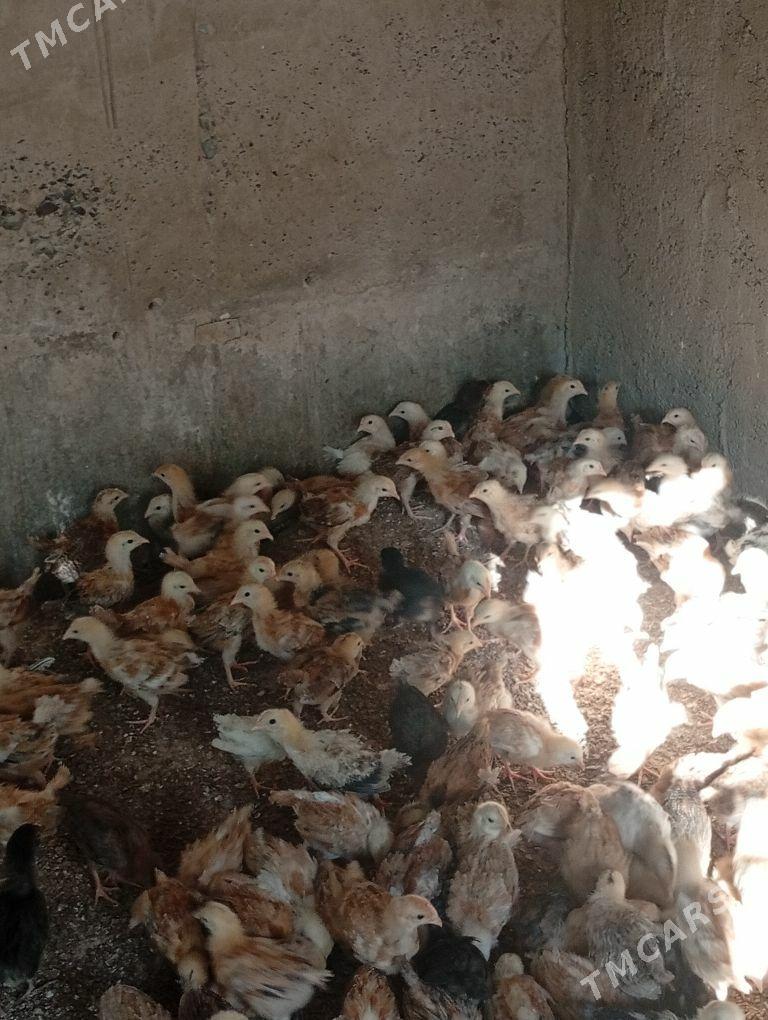 juje towyk - Кака - img 6