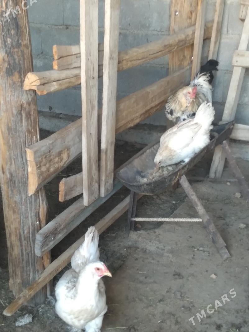 towuk - Garadamak - img 2