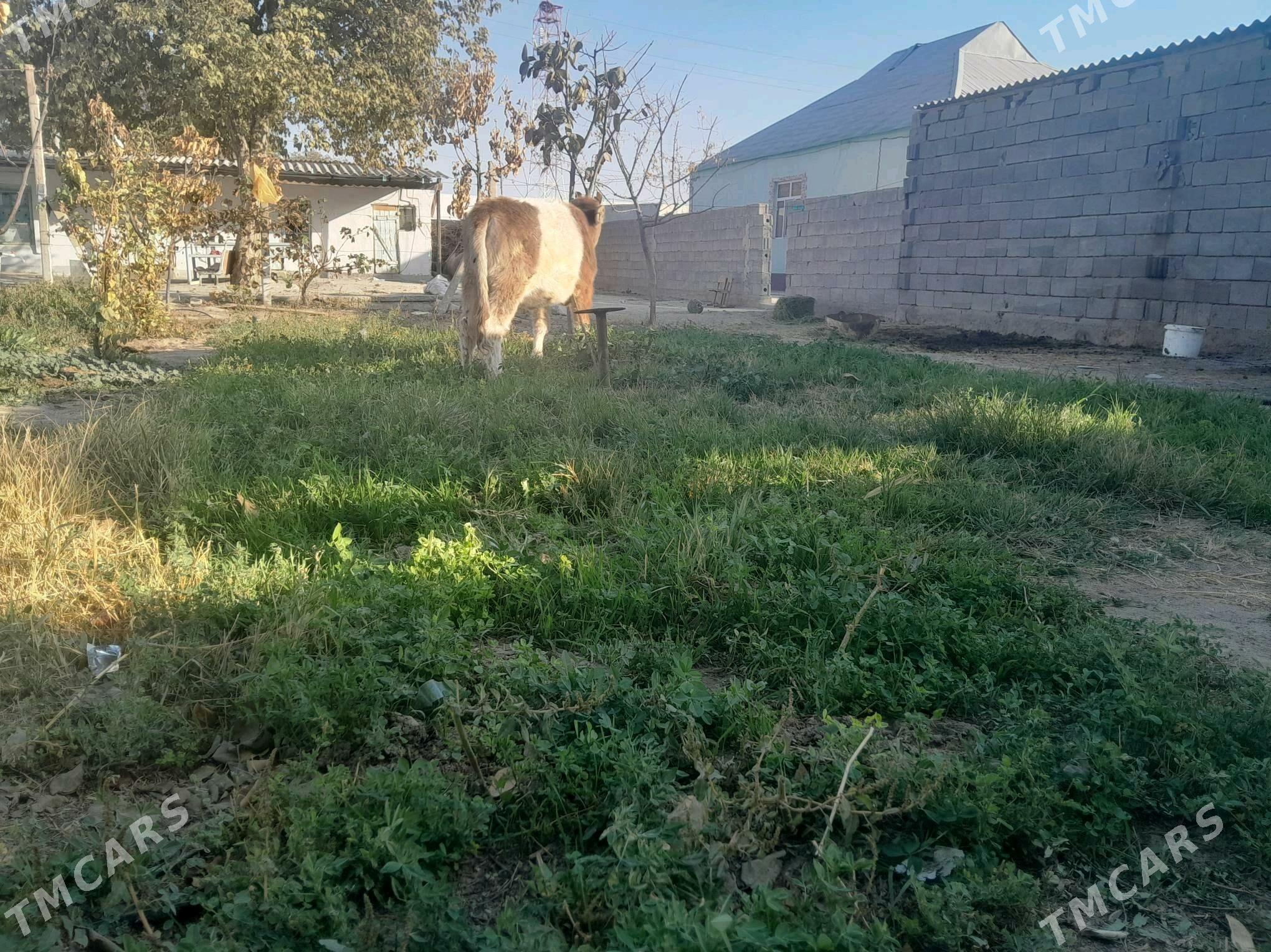 tùwe - Gökdepe - img 3