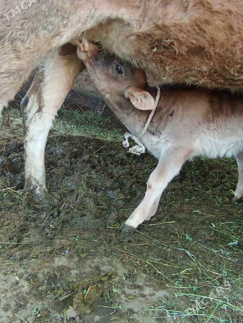 Goleli sygyr - Bäherden - img 3