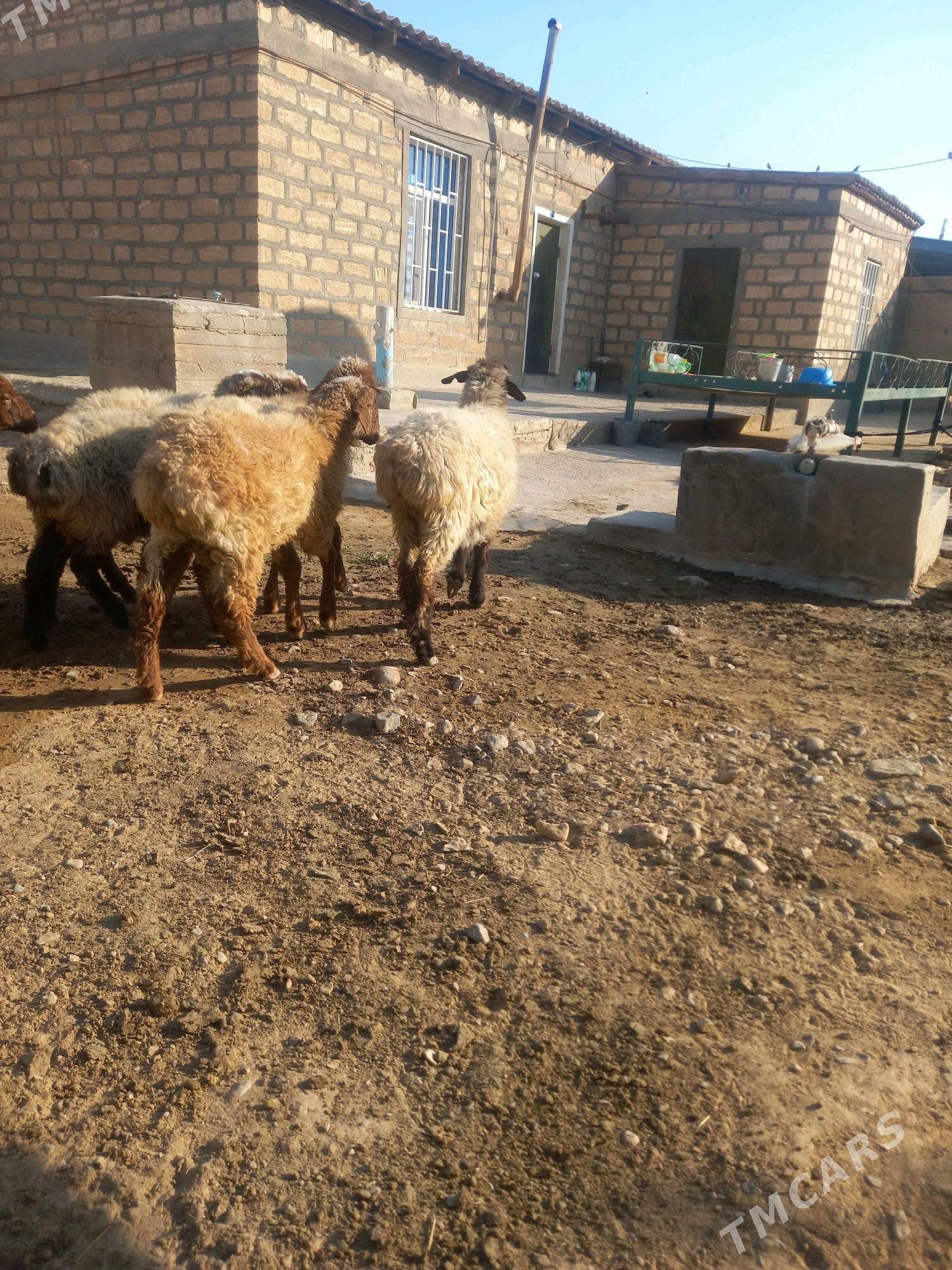 13 sany Tokly - Gyzylarbat - img 2