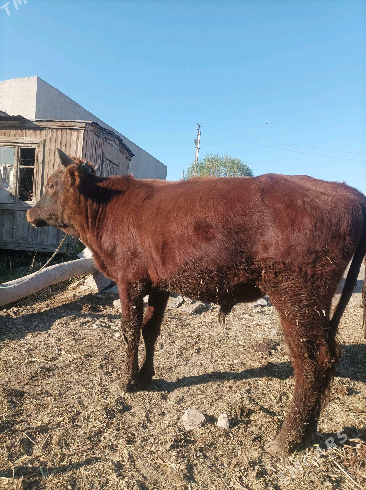 ökuz - Türkmenabat - img 5