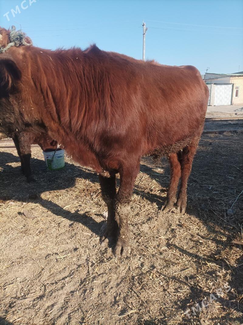 ökuz - Türkmenabat - img 6