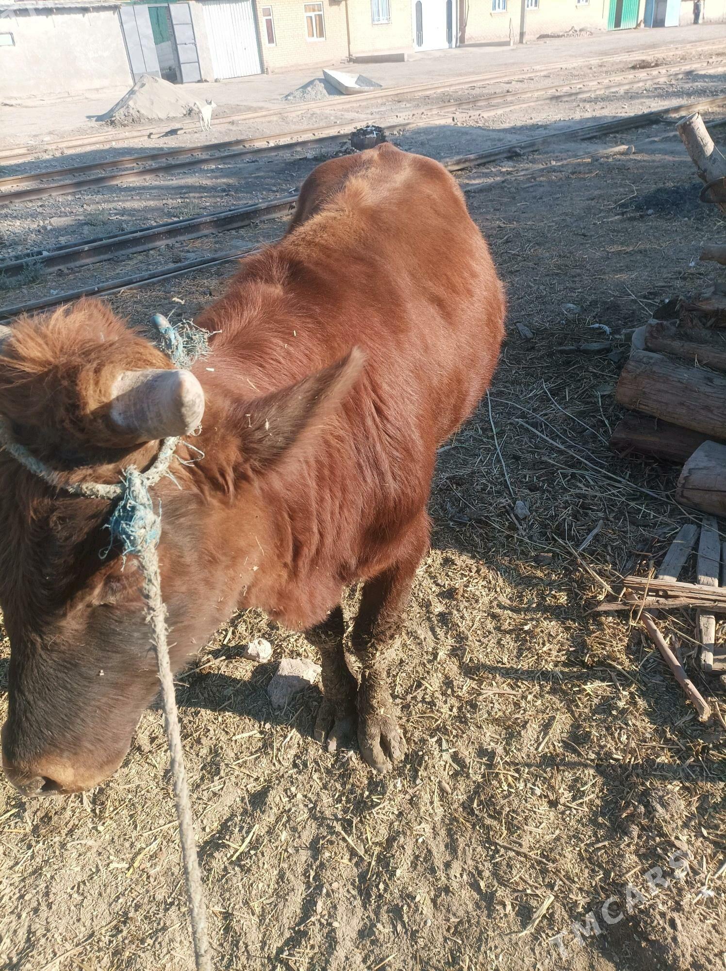 ökuz - Türkmenabat - img 4