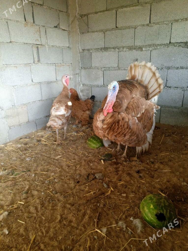 induk horozu makisi - Büzmeýin - img 2