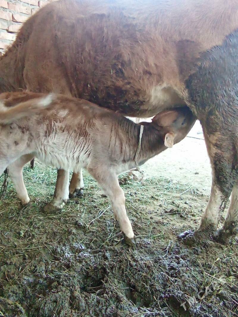 Goleli sygyr - Bäherden - img 2