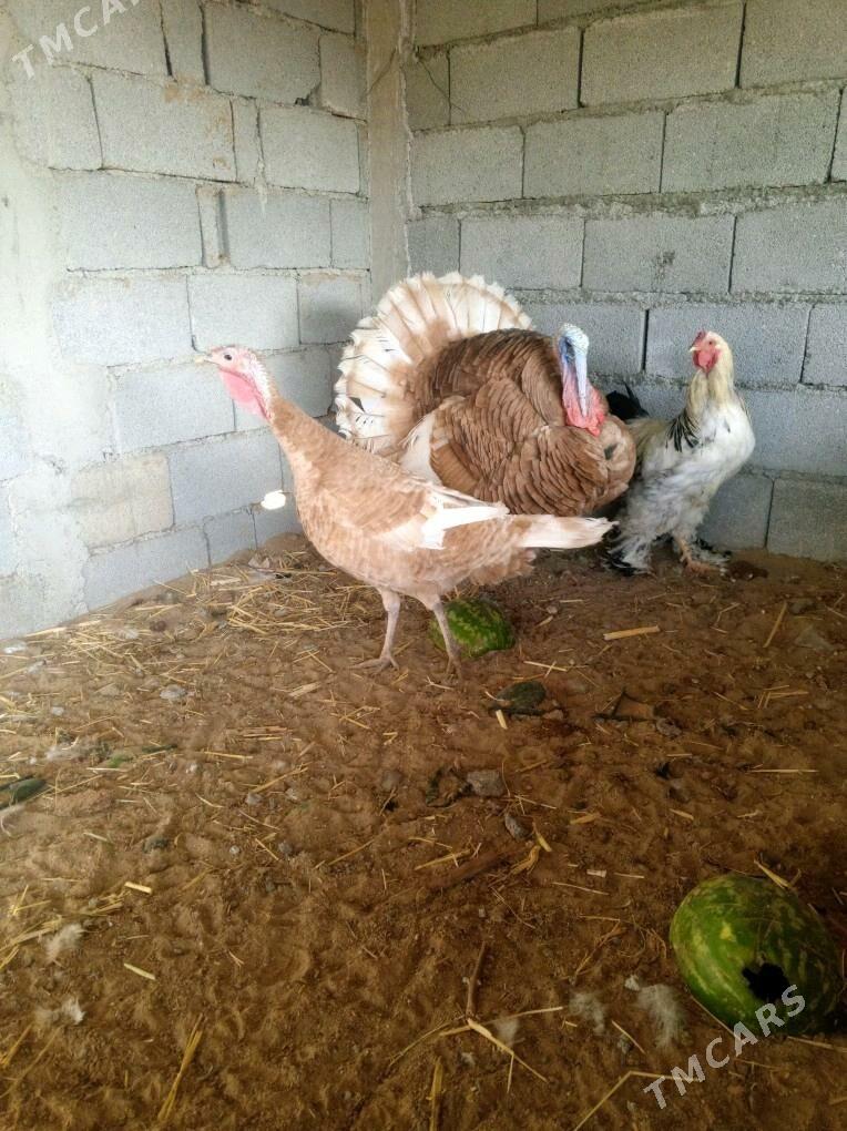 induk horozu makisi - Büzmeýin - img 3