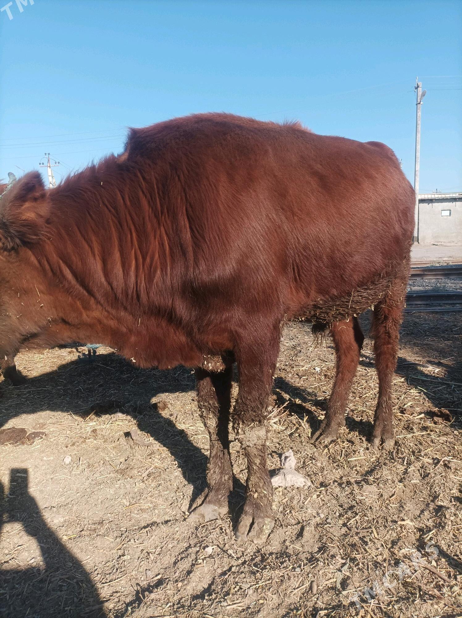 ökuz - Türkmenabat - img 3