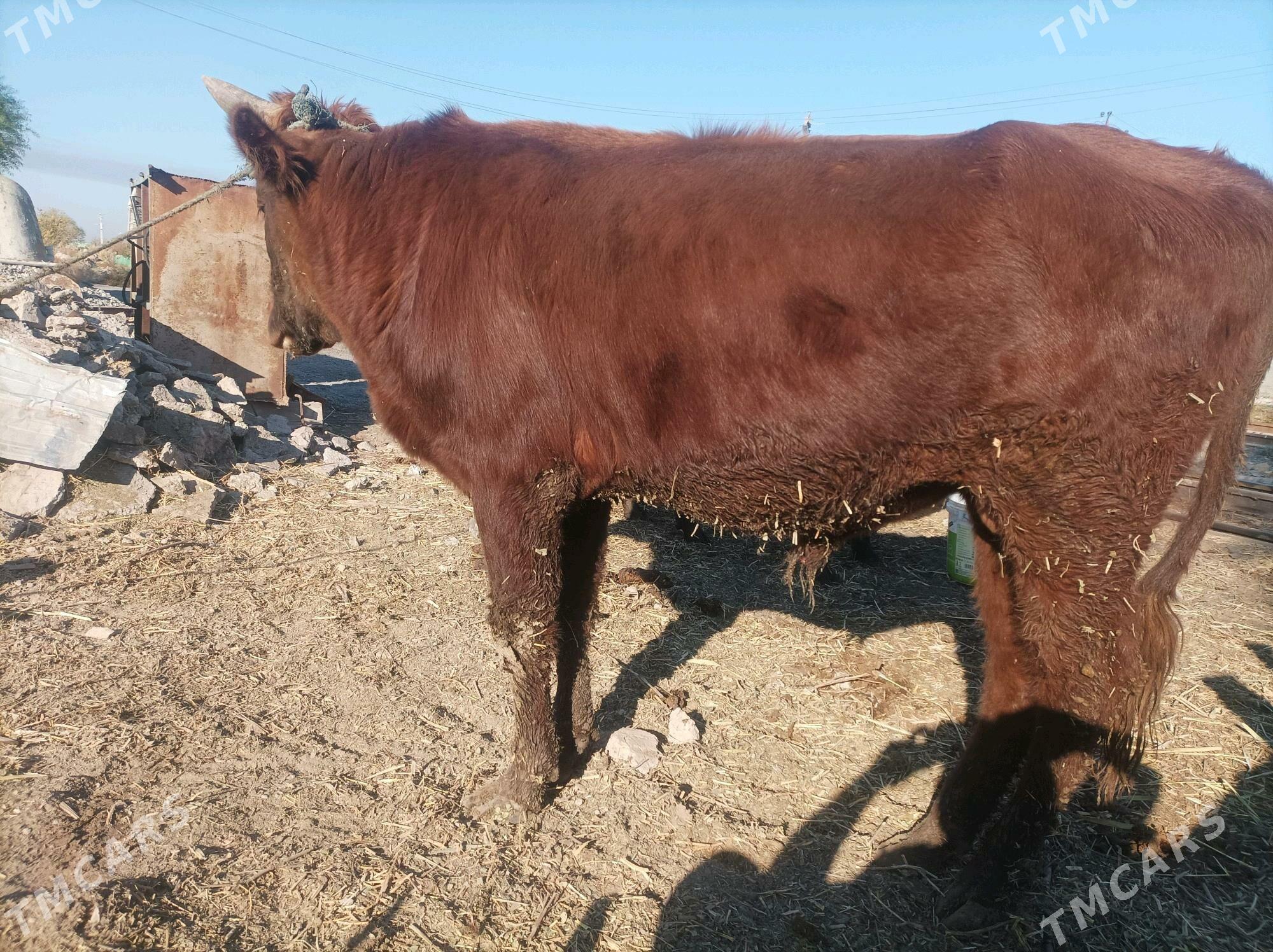 ökuz - Türkmenabat - img 2