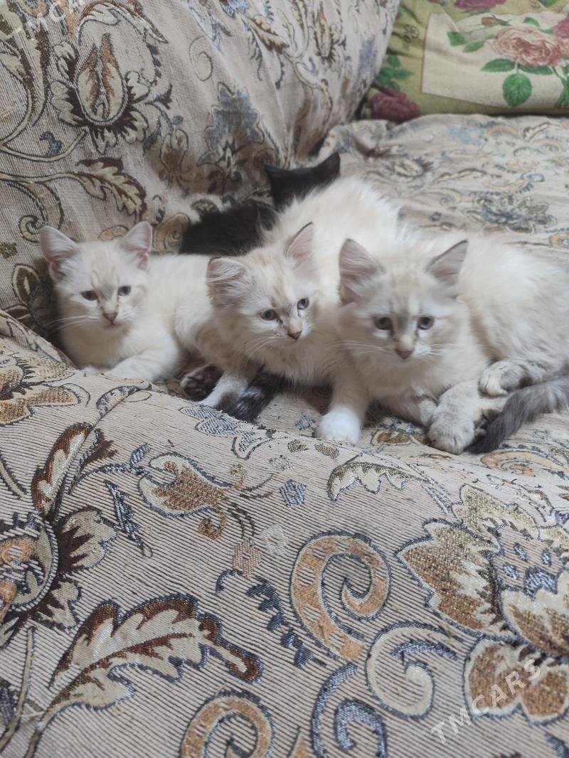 котята - Ашхабад - img 2