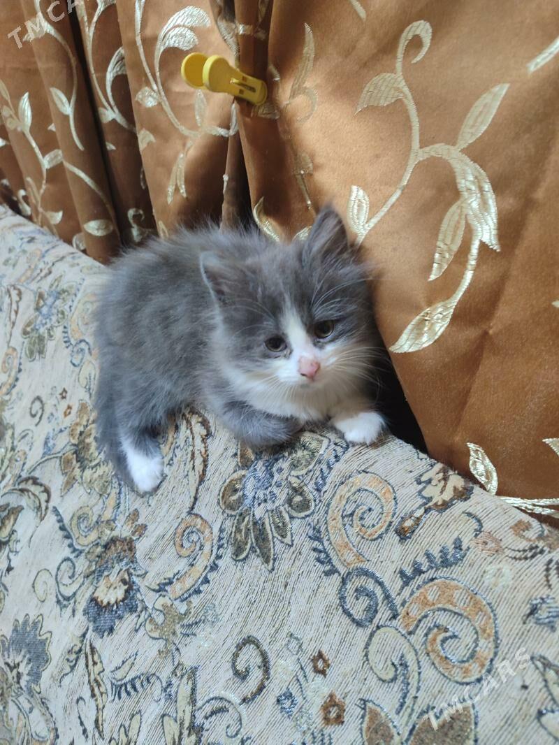 котята - Ашхабад - img 3