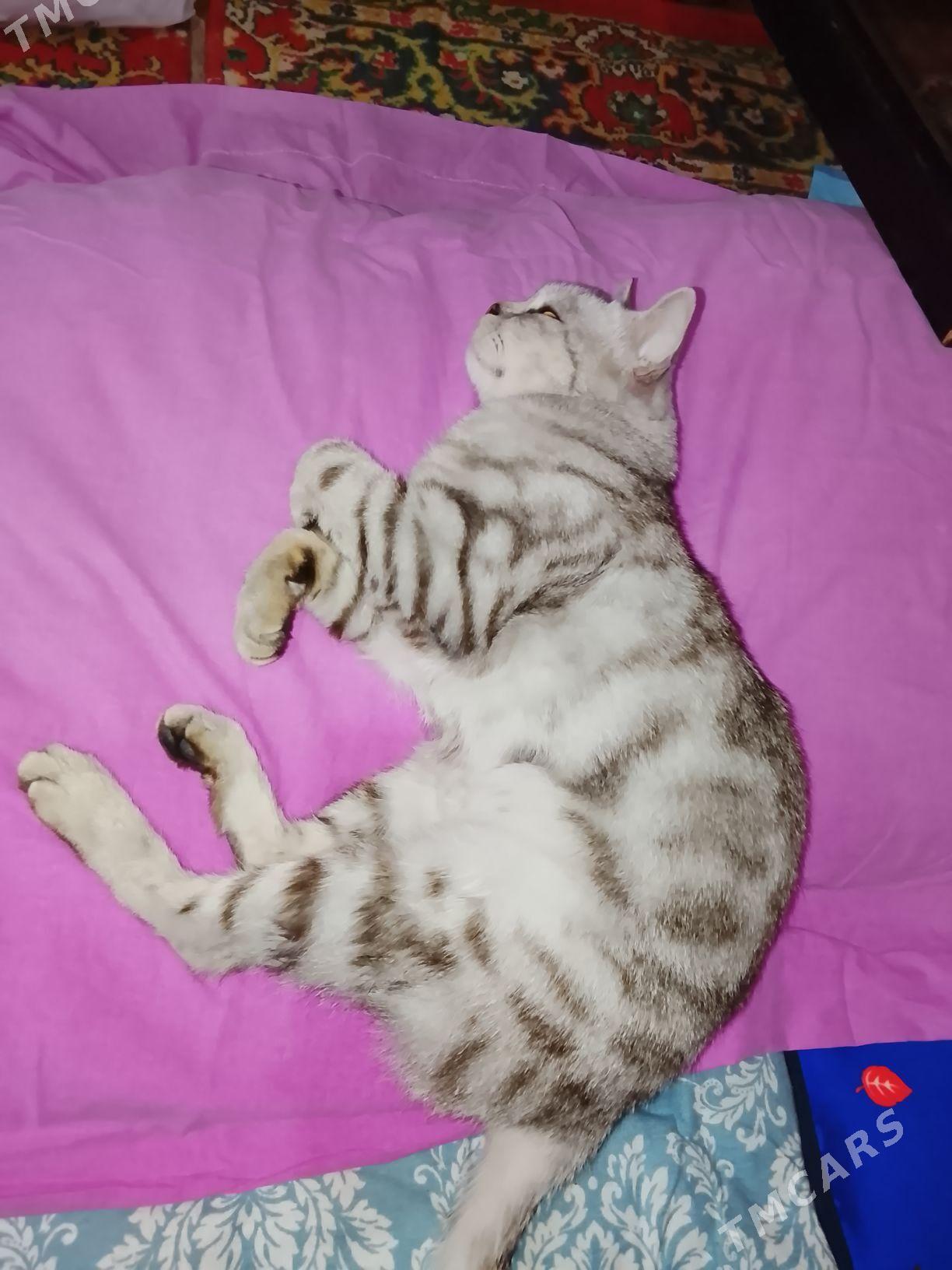 pisik paroda amerikanski. - Ашхабад - img 3