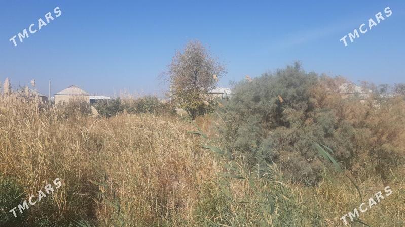 Satlyk Mellek - Сакарчага - img 5