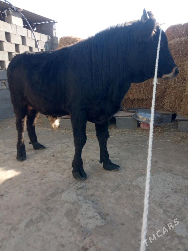 öküz - Бузмеин - img 1