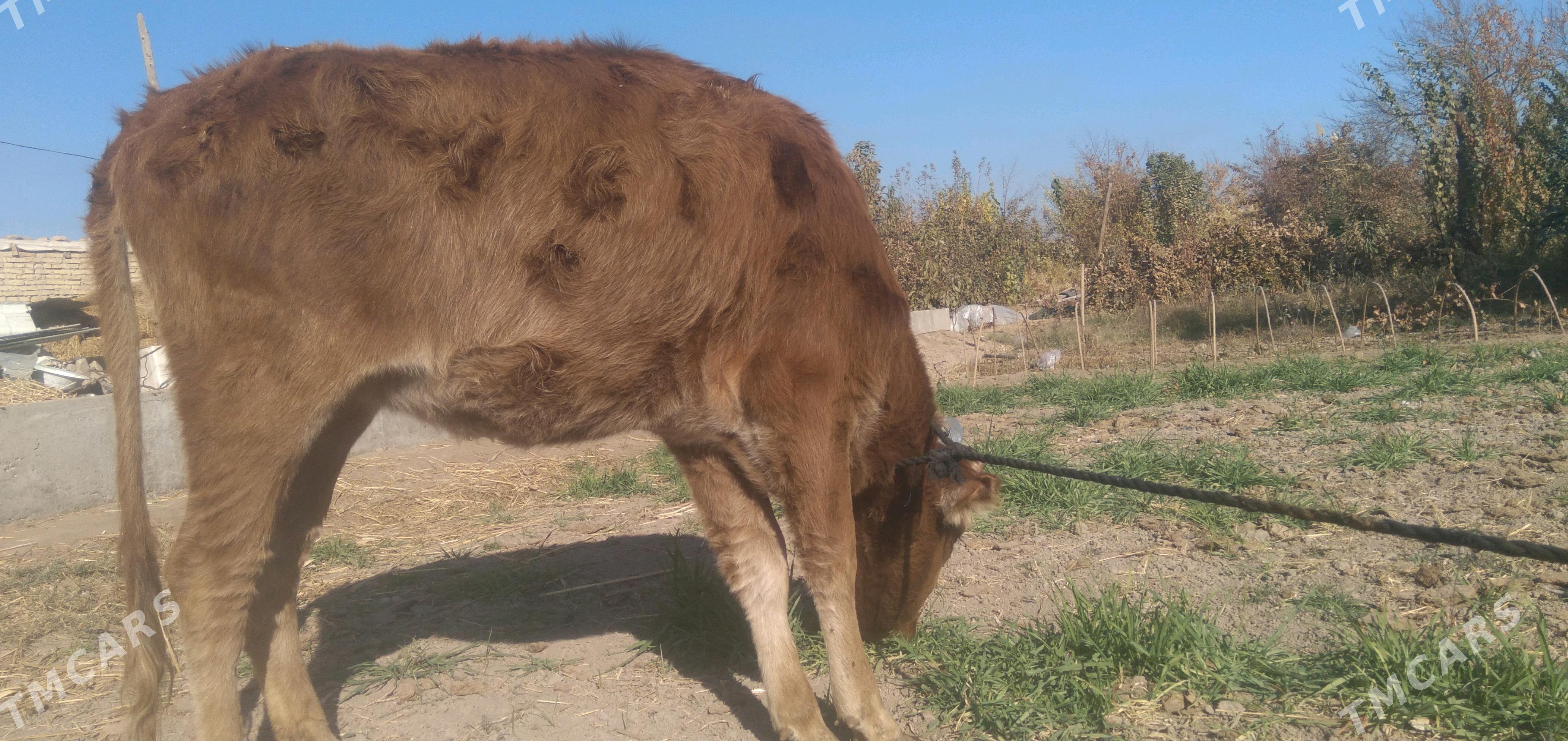 Unajyn - Türkmenabat - img 2