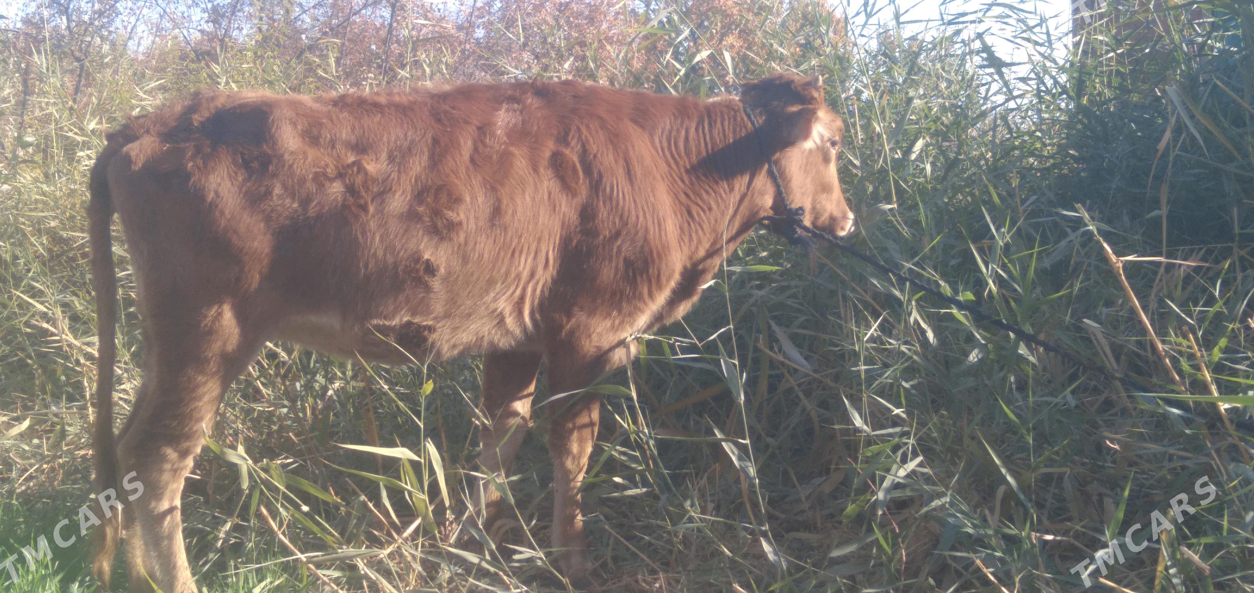 Unajyn - Türkmenabat - img 3