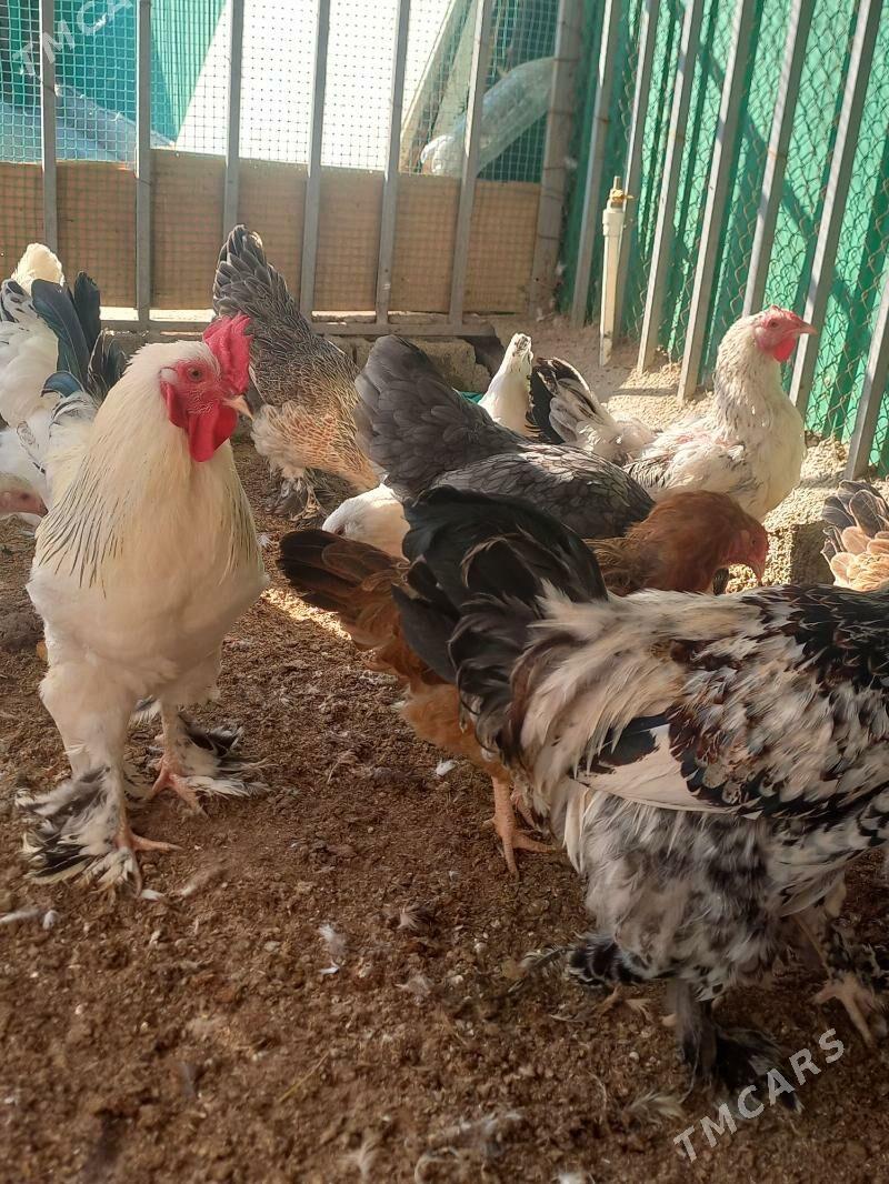 Balgar we Gigant - Ашхабад - img 3