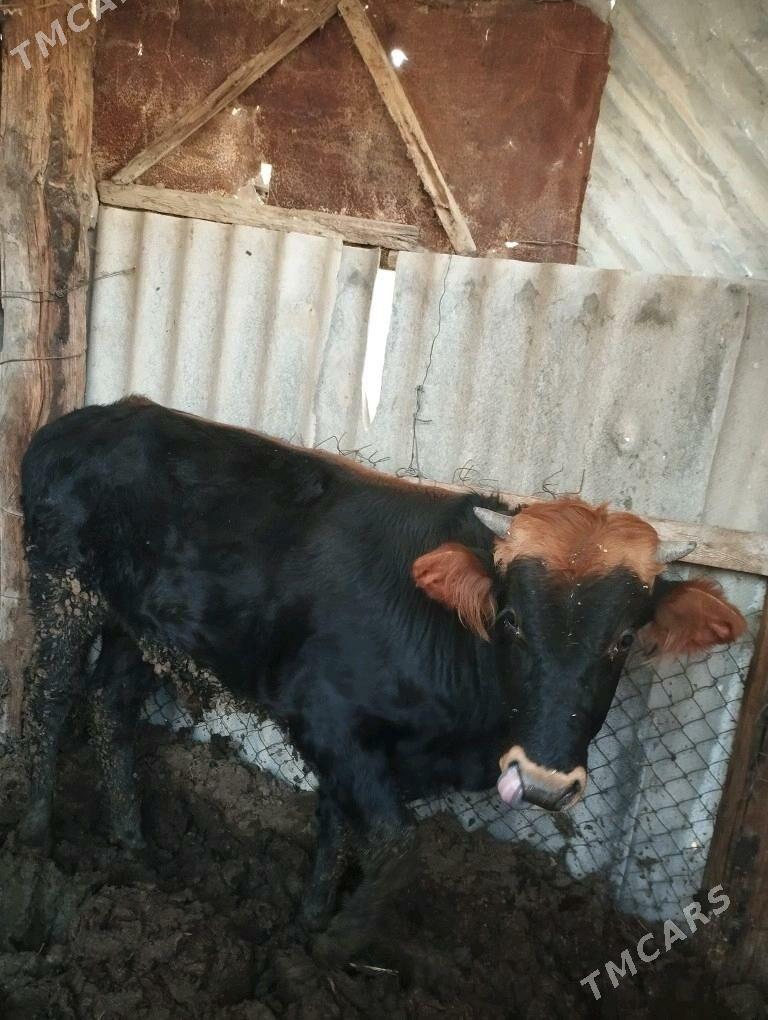 Okuz ulu malar - Gökdepe - img 5