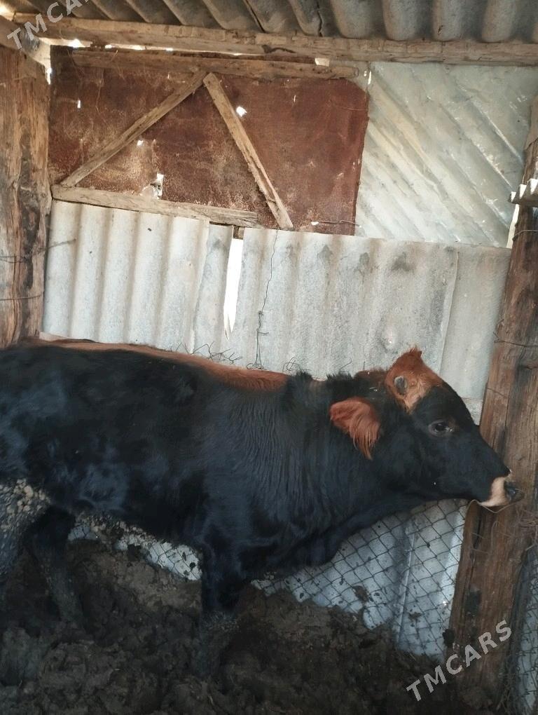 Okuz ulu malar - Gökdepe - img 1