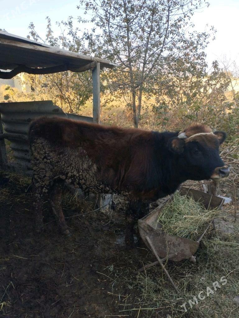 Okuz ulu malar - Gökdepe - img 6