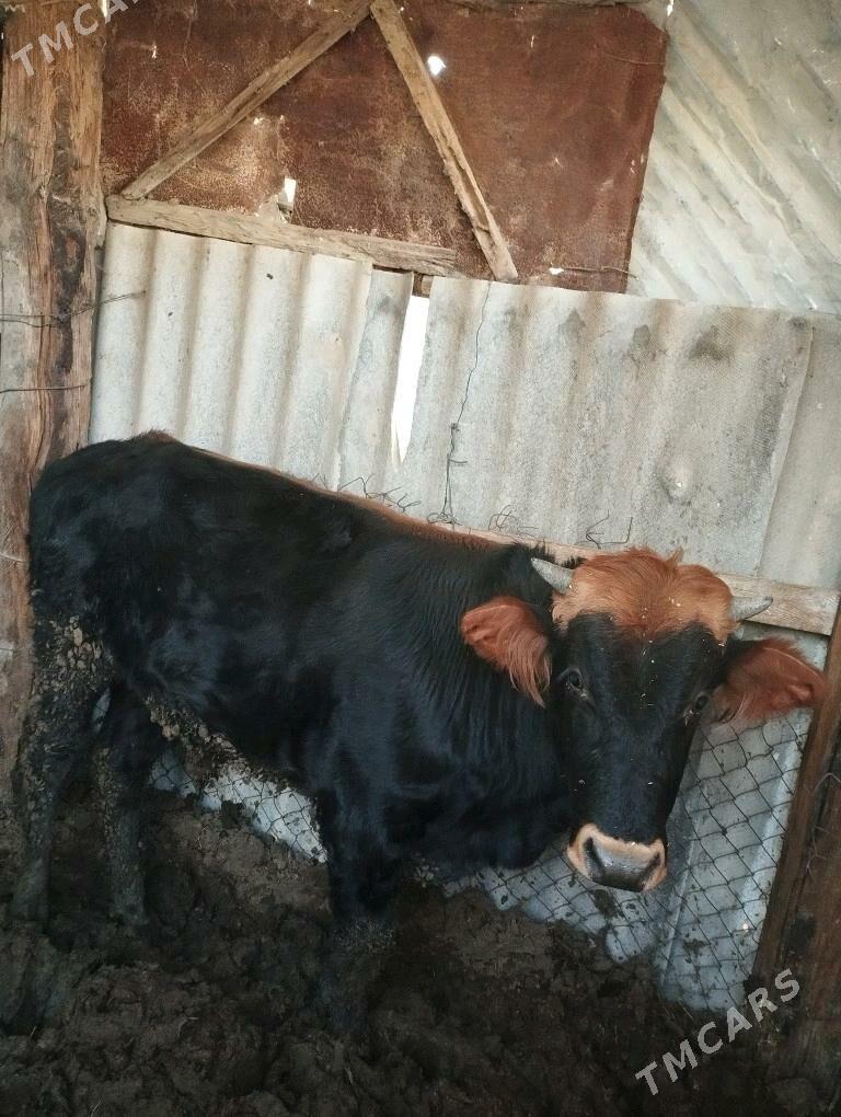 Okuz ulu malar - Gökdepe - img 2