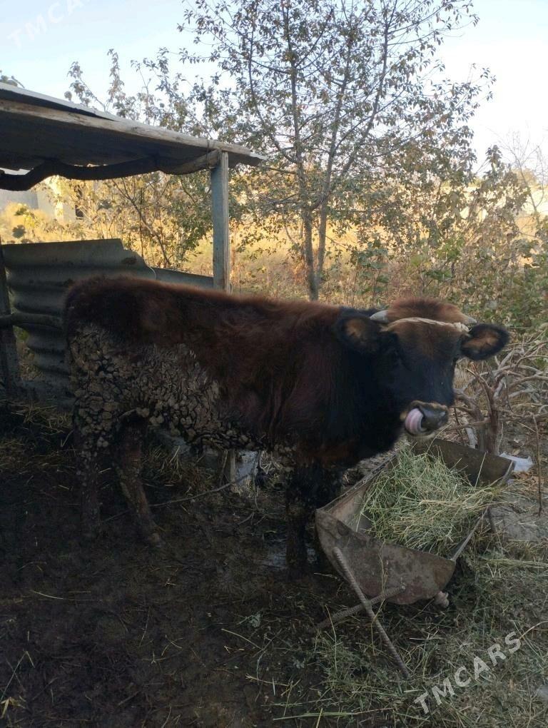 Okuz ulu malar - Gökdepe - img 4