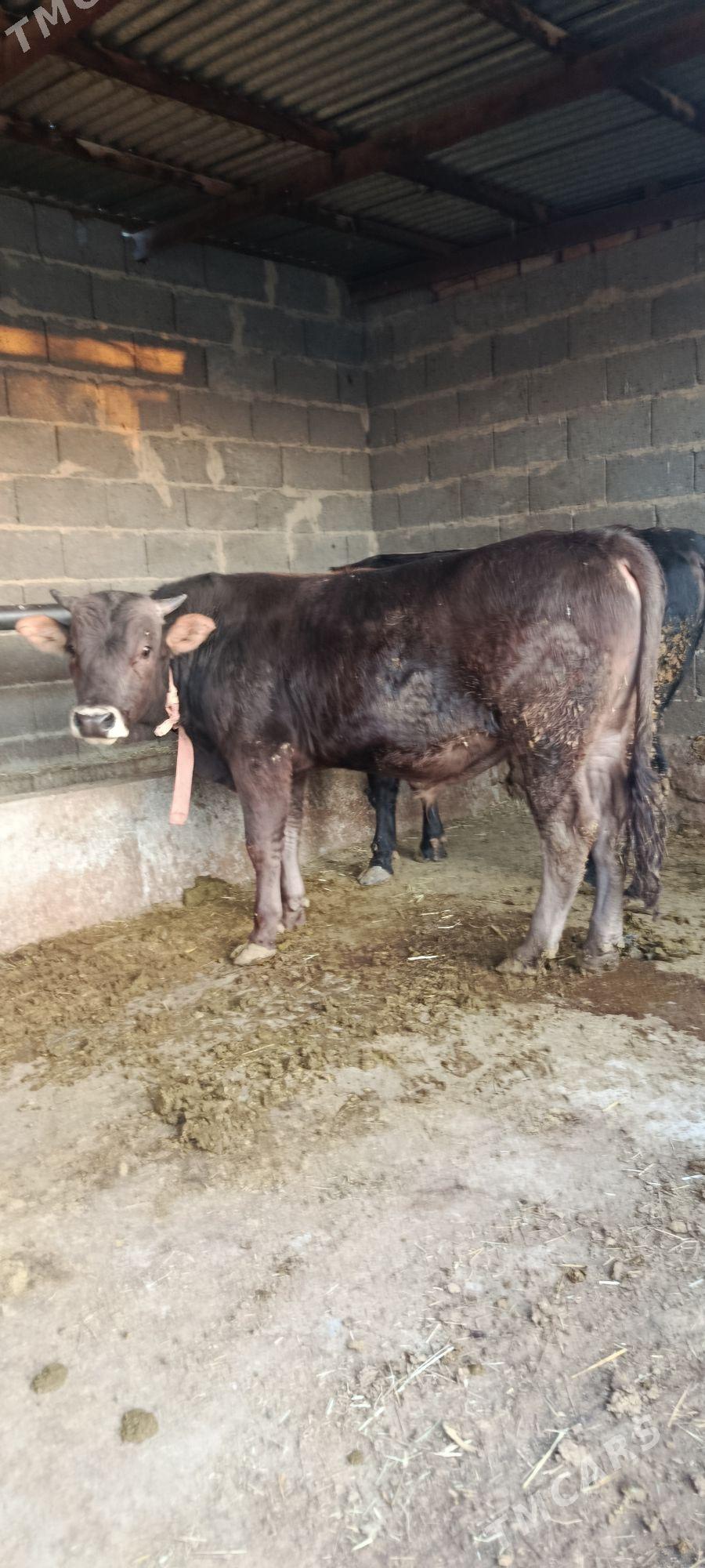 şwes okuz - Bäherden - img 3