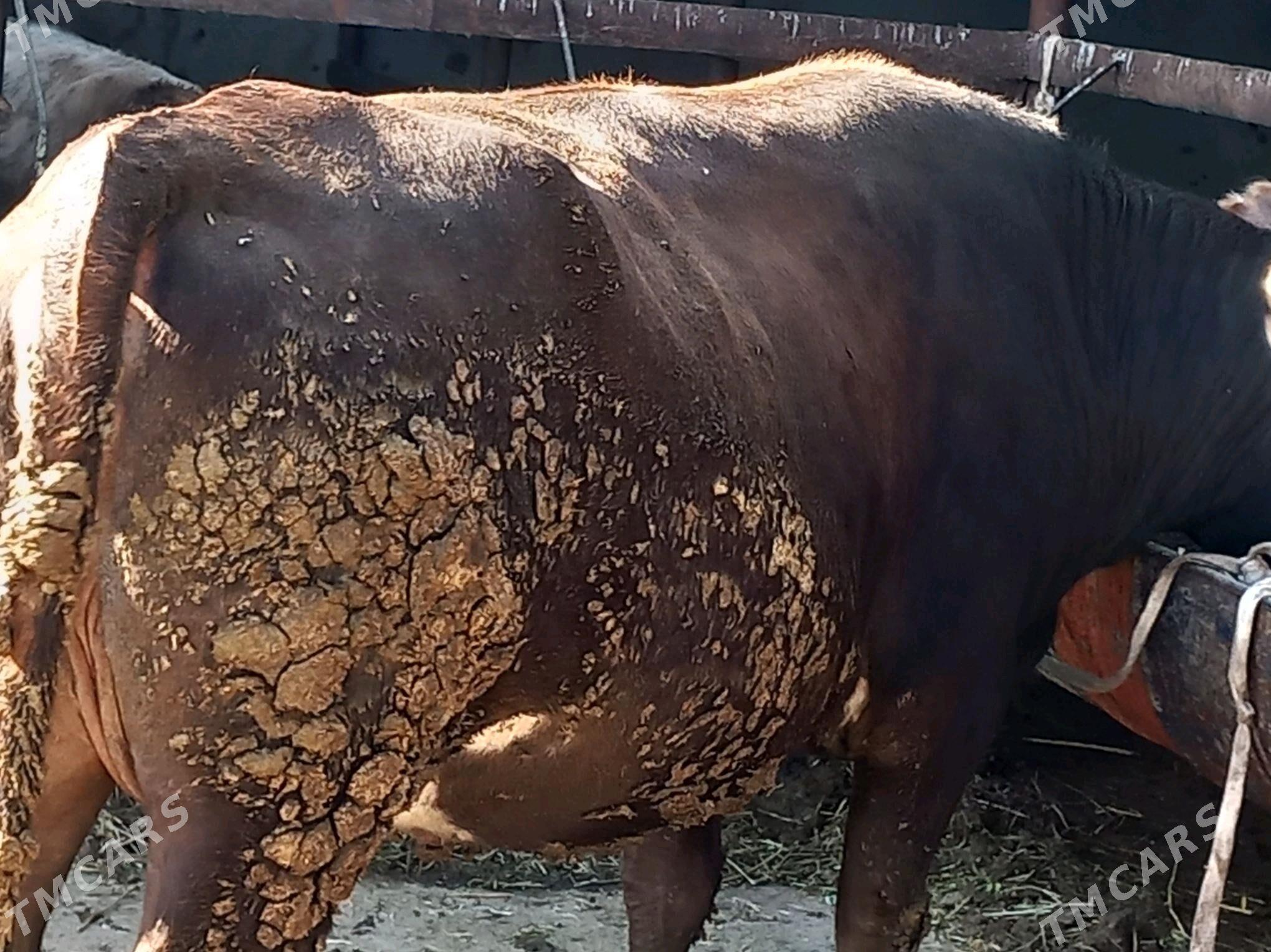 Gysyr sygyr - Бахарден - img 3