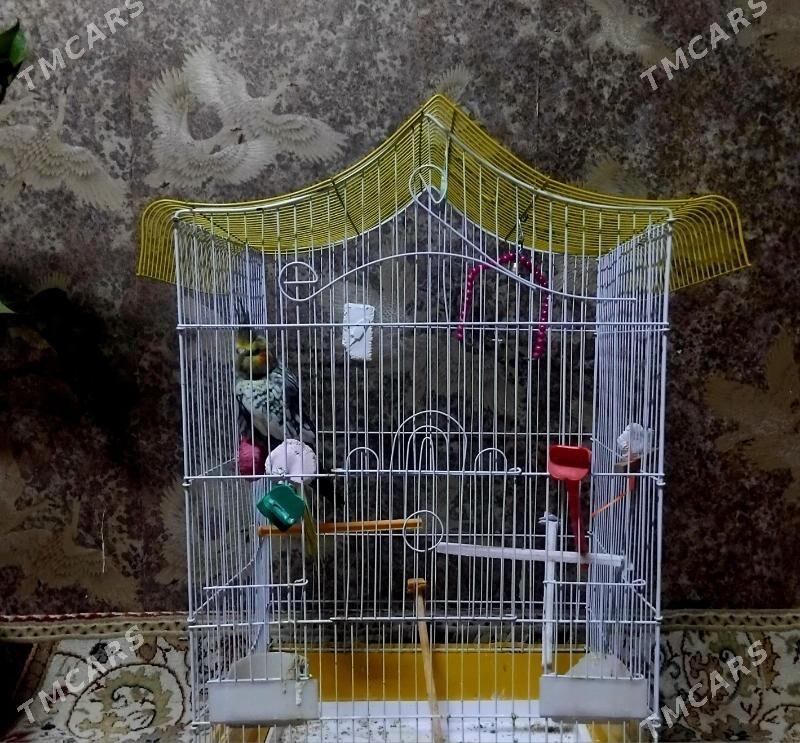 popugay попугай - Мир 4 - img 1