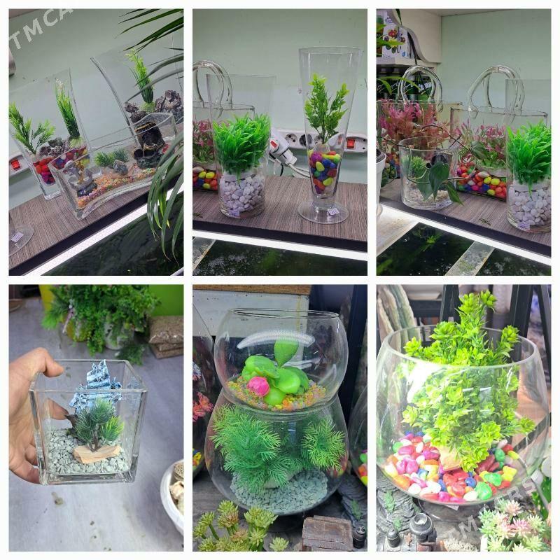 аквариум - Ашхабад - img 5