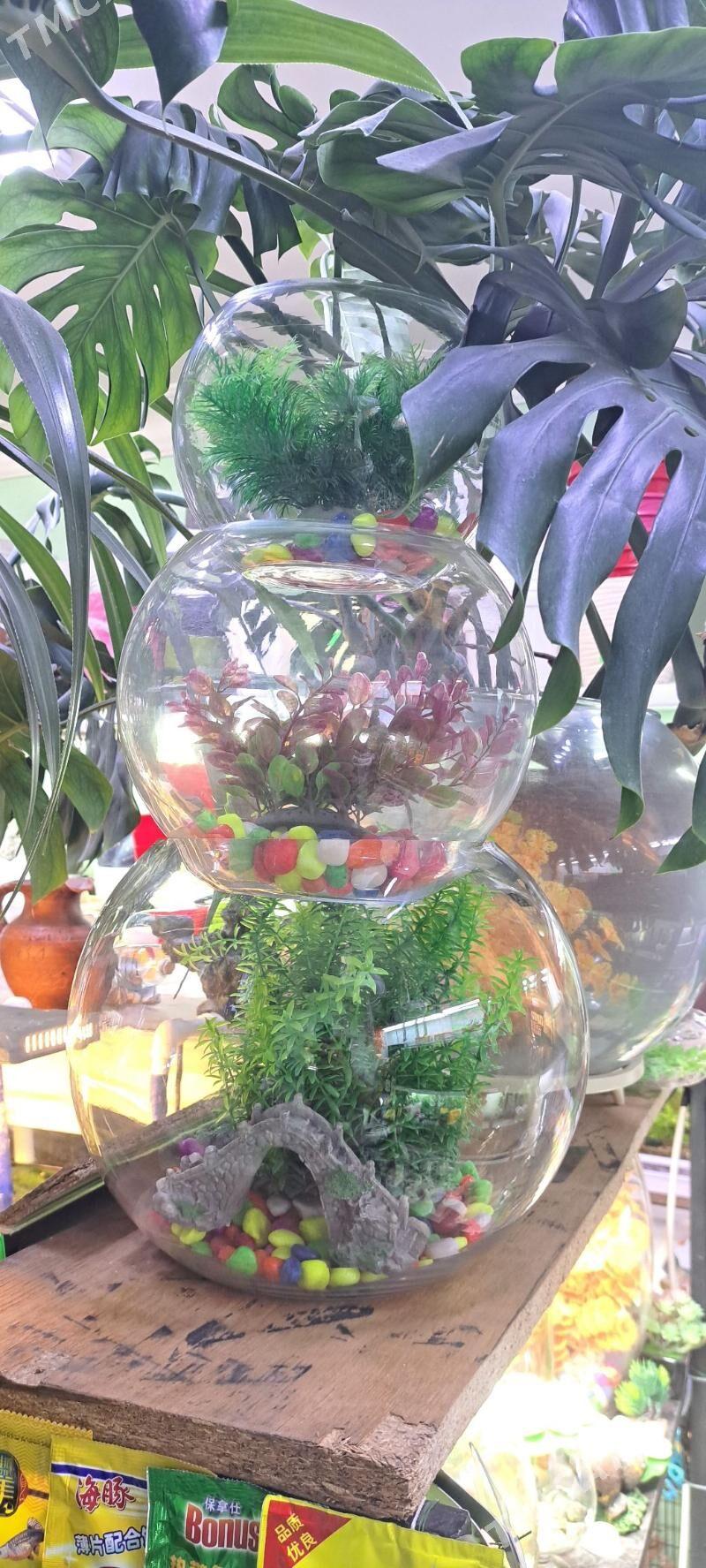 аквариум - Ашхабад - img 2