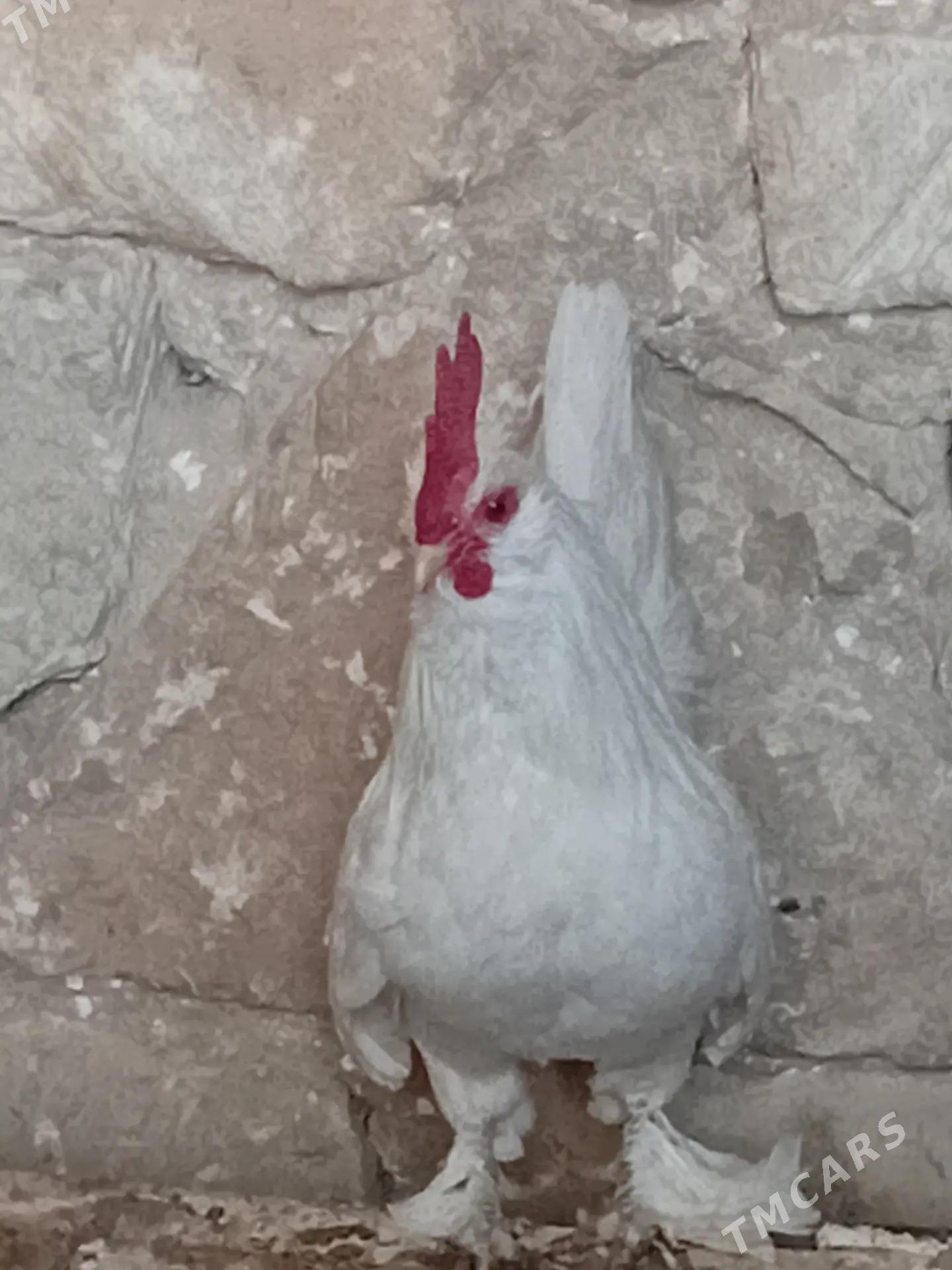 Karlik - Гызыларбат - img 1