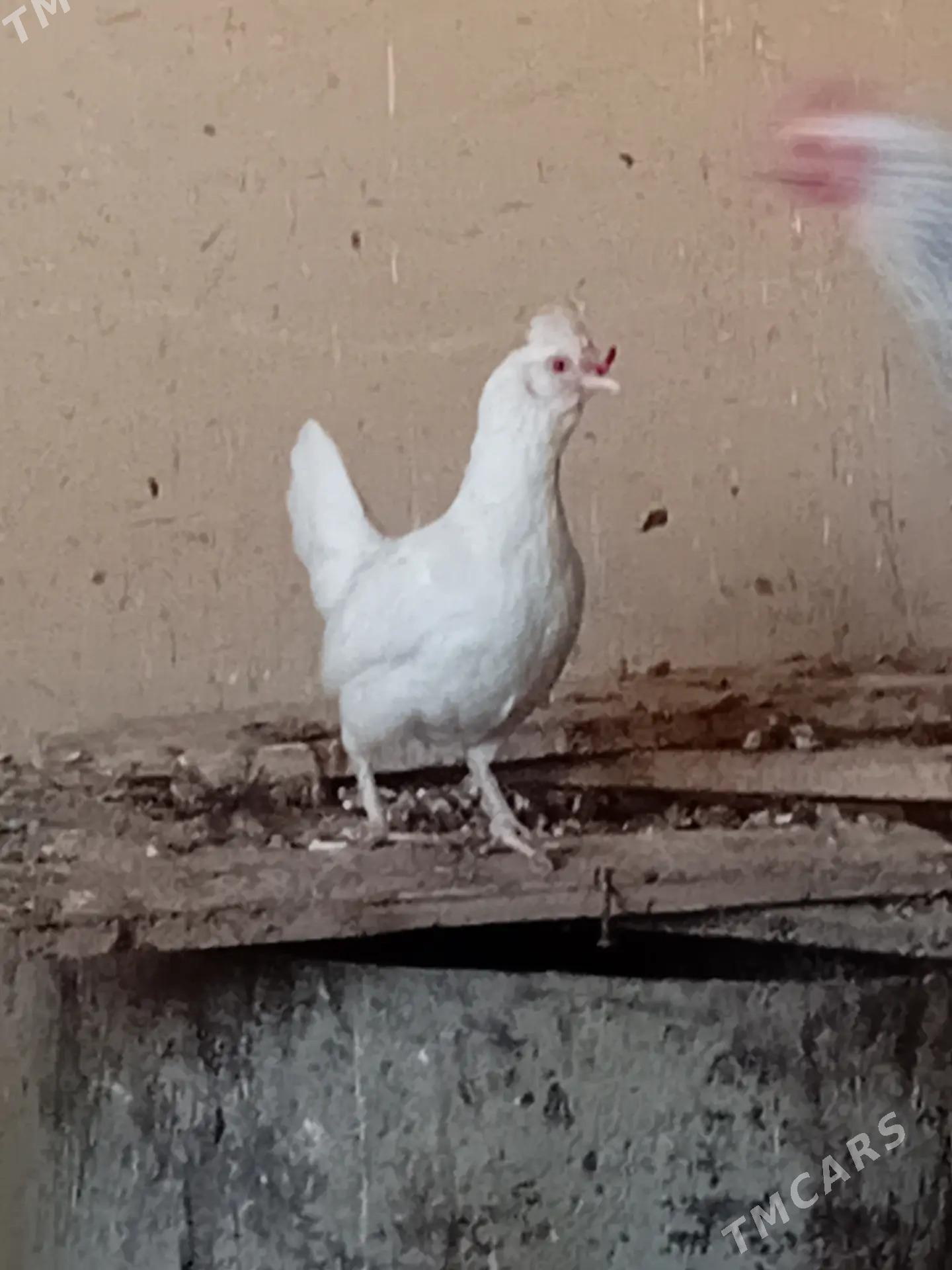 Karlik - Гызыларбат - img 3