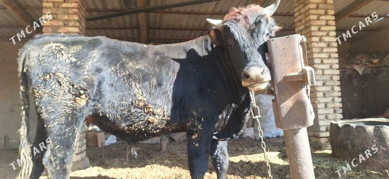 ókiz - Сакарчага - img 3