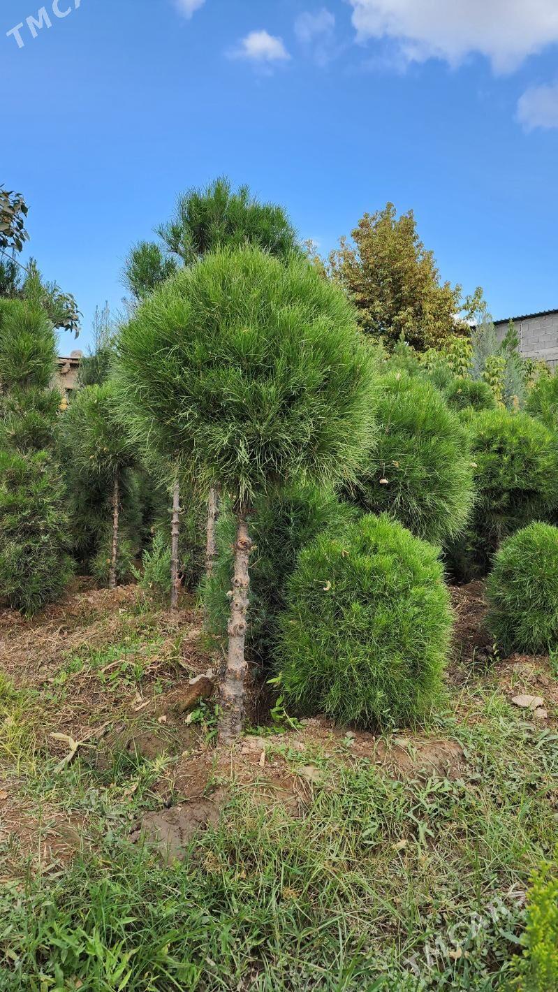 Muga. Муга.Baglar. - Aşgabat - img 3