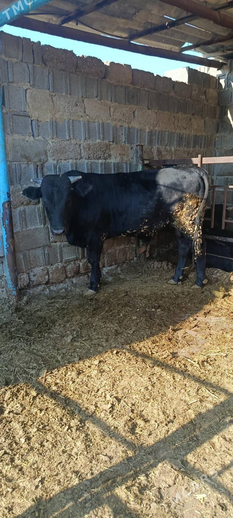 gibrit okuz - Bäherden - img 1