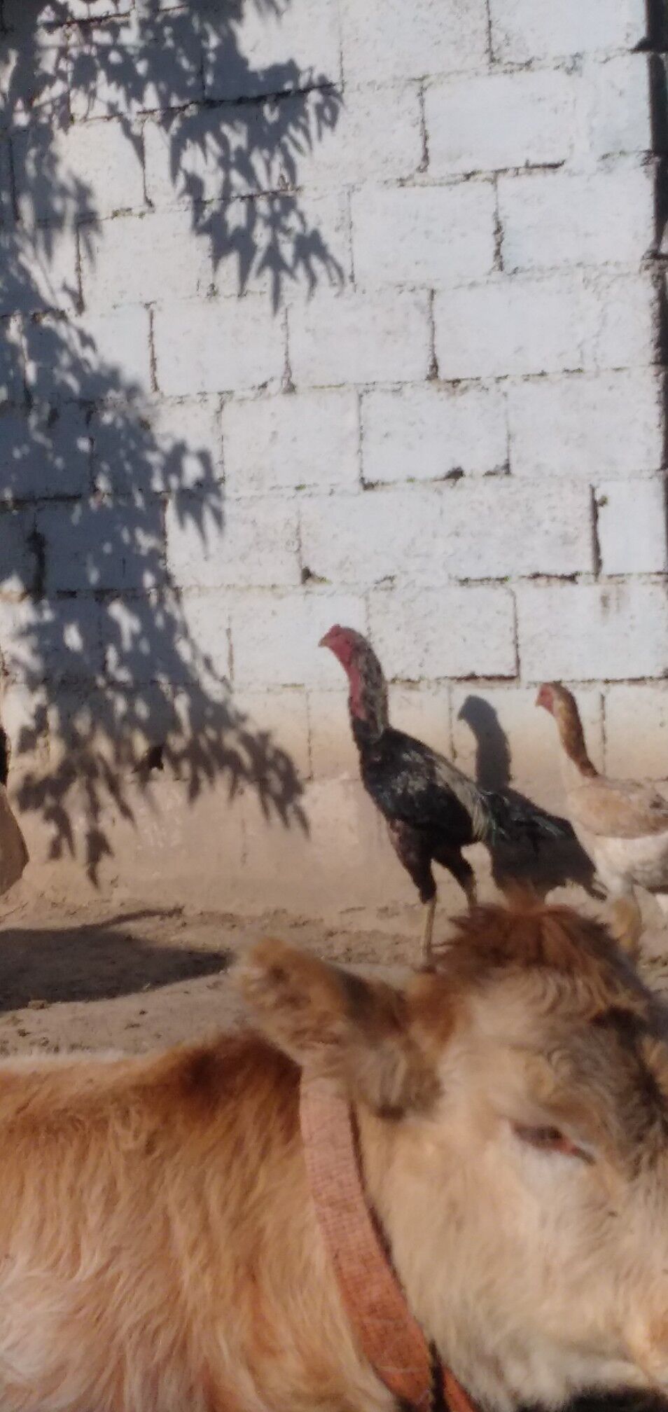 horaz taśkent - Ашхабад - img 5