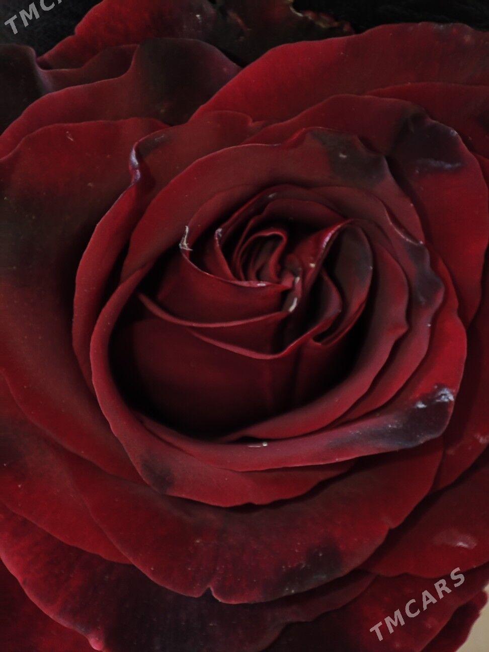 Galland  gül nahal - Мары - img 3