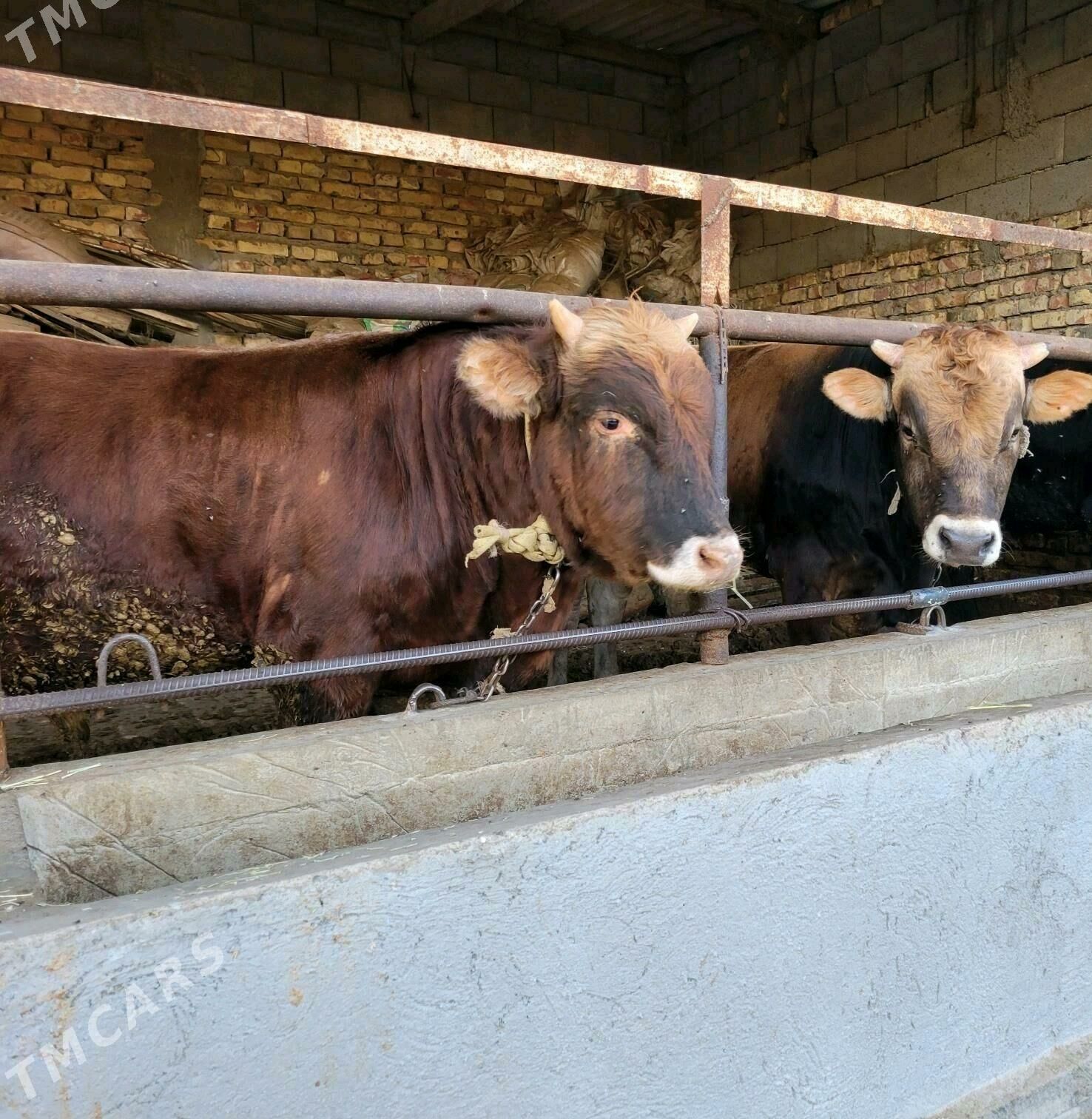 oküz - Ялкым - img 3