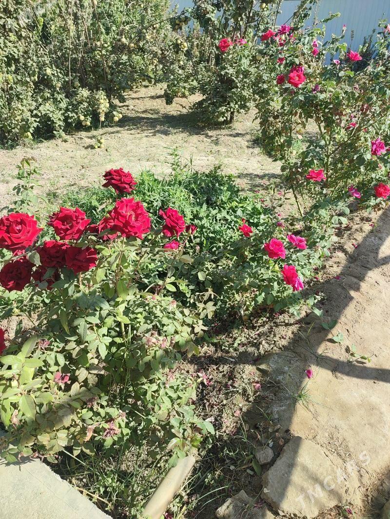 Galland  gül nahal - Мары - img 4