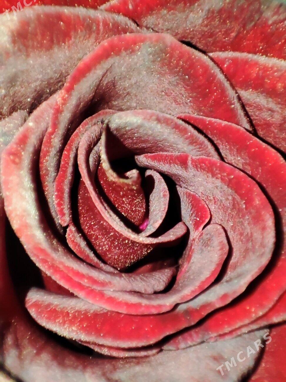 Galland  gül nahal - Мары - img 2