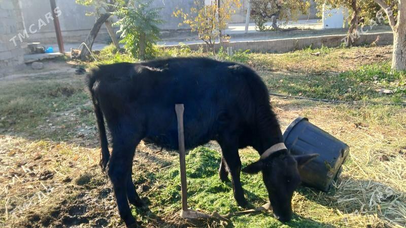 tuwe gibirit su nom 669946 - Gökje - img 2