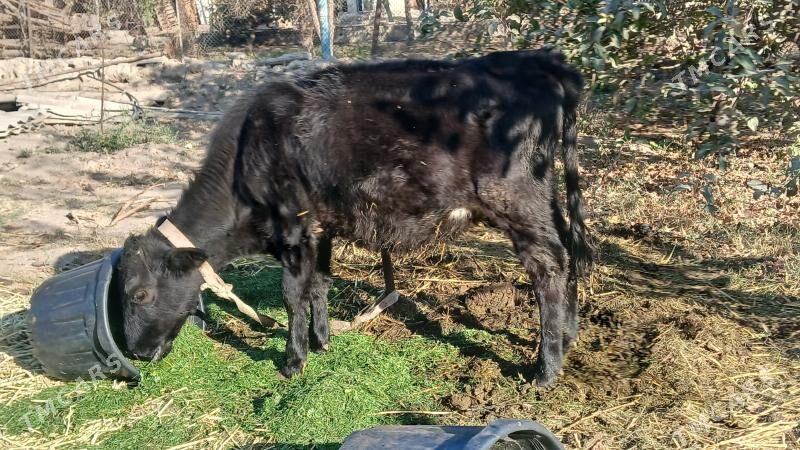 tuwe gibirit su nom 669946 - Gökje - img 3